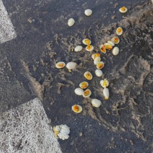 Catherine Ethier Instagram - Bon alors je ne sais rien de cette personne qui a dû, après ce que je ne peux envisager autrement qu’un violent choc nerveux, abandonner ses œufs à la diable aux éléments. Tendres pensées 😔🥚#cuisinotragédie
