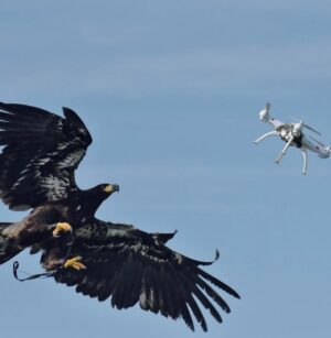 Charlotte Kemp Muhl Instagram - The French forces trained eagles to take down drones and itās the coolest thing Iāve seen all day
