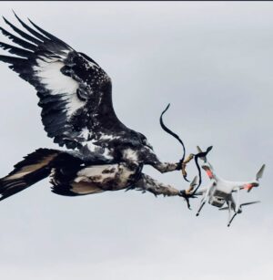 Charlotte Kemp Muhl Instagram - The French forces trained eagles to take down drones and itās the coolest thing Iāve seen all day