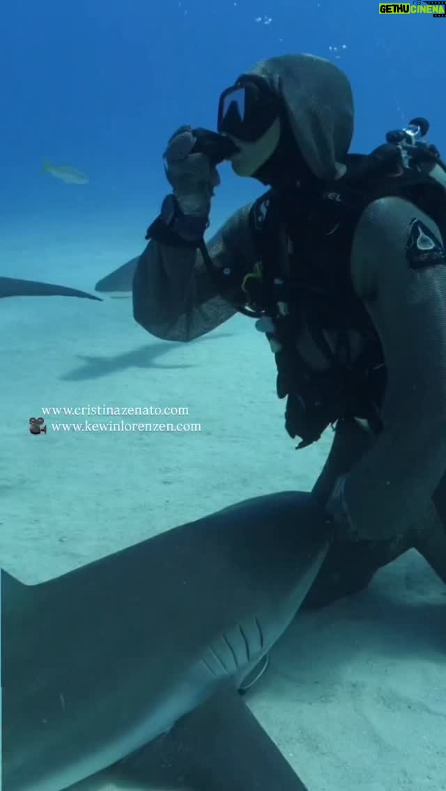 Cristina Zenato - 2.2K Likes - When I remove the regulator from my mouth it is to kiss the shark, not to put it in hers.
Most species of sharks, including these beautiful Caribbean Reef possess a secondary ventilation system called Buccal Pumping, which allows them to pump water through their gills to extract oxygen without having to swim. 
Video by @kewinlorenzen with @Isotta_underwater_housings @neptunic_com @scubapro @diveshearwater @peopleofthewater
#bustsharkmyths #understandsharks #sharklistenercristinazenato #lovesharks