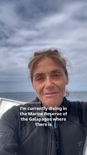Cristina Zenato Instagram - Sharks population are NOT exploding, quite the contrary, they are dangerously declining and with them the health and abundance of the ocean.
I have received endless comments on this false belief that sharks populations are exploding! There is nothing more incorrect and self serving than spreading such misinformation.
1. Seeing sharks is not counting sharks
2. Localized changes and increased human activity in their habitats causes this false perception
3. Sharks have inhabited the ocean for 450 million years, they know how to regulate their levels
4. Humans have zero role in ācontrollingā anything in a positive manner, if anything we are destroying everything and then blame a natural process or behavior for our wrong doing.
The ego and arrogance of certain humans is causing tremendous damage and they are refusing to see the root cause of the issue is us and our unregulated actions.
#understandsharks #sharklistenercristinazenato #lovesharks #conservation