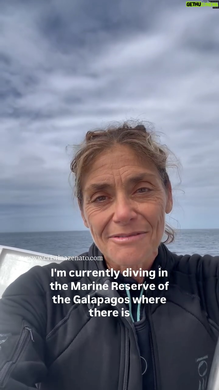 Cristina Zenato - 1.5K Likes - Sharks population are NOT exploding, quite the contrary, they are dangerously declining and with them the health and abundance of the ocean.
I have received endless comments on this false belief that sharks populations are exploding! There is nothing more incorrect and self serving than spreading such misinformation. 
1. Seeing sharks is not counting sharks
2. Localized changes and increased human activity in their habitats causes this false perception 
3. Sharks have inhabited the ocean for 450 million years, they know how to regulate their levels
4. Humans have zero role in “controlling” anything in a positive manner, if anything we are destroying everything and then blame a natural process or behavior for our wrong doing.
The ego and arrogance of certain humans is causing tremendous damage and they are refusing to see the root cause of the issue is us and our unregulated actions. 
#understandsharks #sharklistenercristinazenato #lovesharks  #conservation