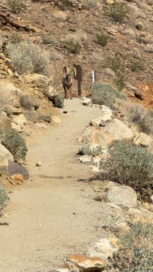 Cynthia Rothrock Instagram - While hiking the bighornsheep come barreling down the same path and jumped over our heads #bighornsheep #indiancanyonhiking #raremoment #cynthiarothrock#epicmoments
