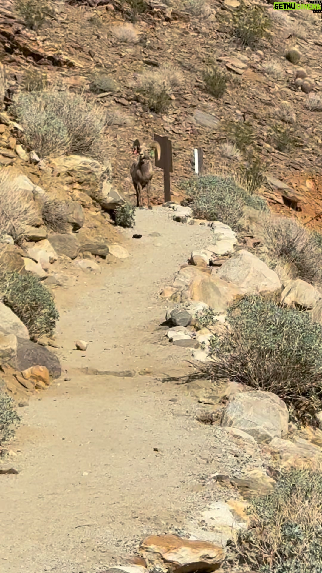 Cynthia Rothrock - 2.2K Likes - While hiking the bighornsheep come barreling down the same path and jumped over our heads #bighornsheep #indiancanyonhiking #raremoment #cynthiarothrock#epicmoments
