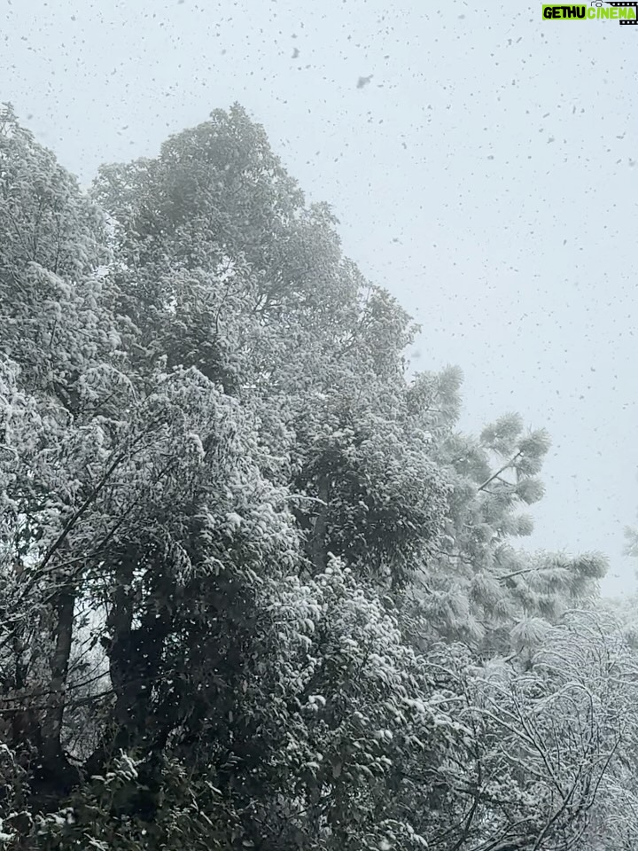 Deveshwari Negi - 1.8K Likes - ❤️

#snowfall #uttarakhand #mussoorie