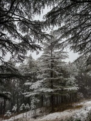Deveshwari Negi Instagram - ā¤ļø
#snowfall #uttarakhand #mussoorie