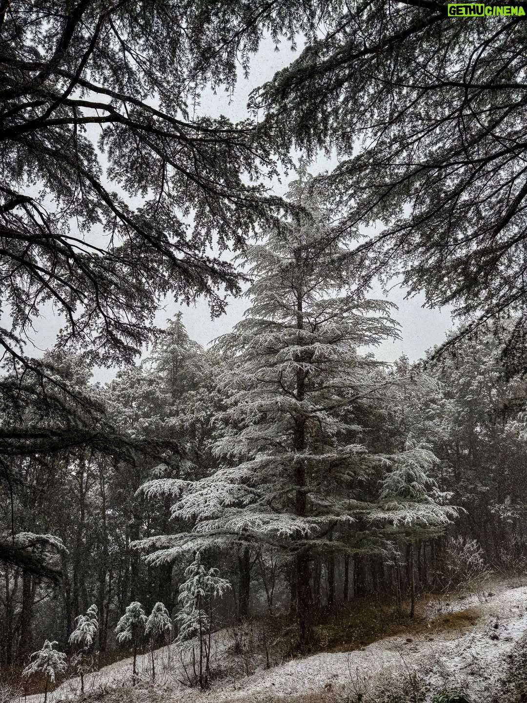 Deveshwari Negi - 1.8K Likes - ❤️

#snowfall #uttarakhand #mussoorie