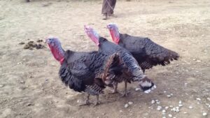 Dina Meyer Instagram - Happy Thanksgiving! 
🍁 🦃 🦃🦃🍁

#turkey #thanksgiving #deadintombstone #bts #throwbackthursday #silly