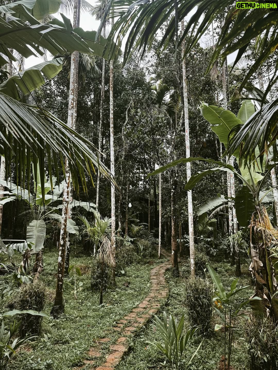 Divya Suresh - 11.3K Likes - Let the leaves fall where they may “

“Wayanad monsoon 🍃🚴🏻‍♀️☔️🦌☕️”

.

.#DS #divyasuresh #wayanad #nature #mylove #happy