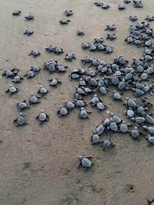 Dominika Paleta Instagram - Playa viva es un proyecto regenerativo , un lugar Ćŗnico que ha sido por aƱos mi refugio, mi lugar de paz. Me encanta la comida, la energĆa, la naturaleza ⦠la gente que aƱo con aƱo nos miramos, nos abrazamos y nos reconocemos. Gracias un aƱo mĆ”s por estos dĆas de re conexión y magia. ⨠love you š @playaviva
