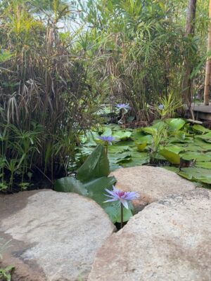 Dominika Paleta Instagram - Playa viva es un proyecto regenerativo , un lugar Ćŗnico que ha sido por aƱos mi refugio, mi lugar de paz. Me encanta la comida, la energĆa, la naturaleza ⦠la gente que aƱo con aƱo nos miramos, nos abrazamos y nos reconocemos. Gracias un aƱo mĆ”s por estos dĆas de re conexión y magia. ⨠love you š @playaviva