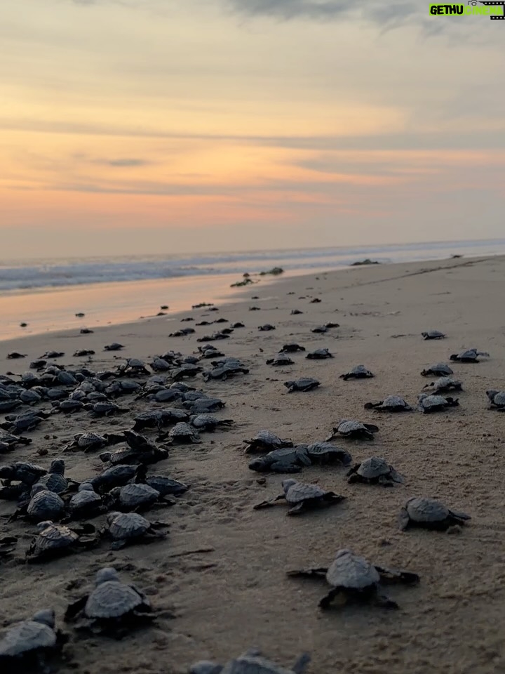 Dominika Paleta - 30.1K Likes - Playa viva es un proyecto  regenerativo , un lugar único que ha sido por años mi refugio, mi lugar de paz. Me encanta la comida, la energía, la naturaleza … la gente que año con año nos miramos, nos abrazamos y nos reconocemos.  Gracias un año más por estos días de re conexión y magia. ✨  love you 💞 @playaviva