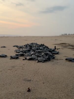 Dominika Paleta Instagram - Playa viva es un proyecto regenerativo , un lugar Ćŗnico que ha sido por aƱos mi refugio, mi lugar de paz. Me encanta la comida, la energĆa, la naturaleza ⦠la gente que aƱo con aƱo nos miramos, nos abrazamos y nos reconocemos. Gracias un aƱo mĆ”s por estos dĆas de re conexión y magia. ⨠love you š @playaviva