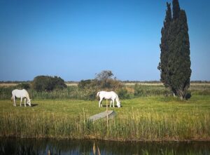 Elsa Lunghini Instagram - Décor du jour 🦩
.
.
#itc #serie #tf1 #camargue
