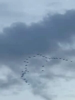 Elsa Lunghini Instagram - En ballade ça et là, voir et entendre le départ des grues vers la douceur d’un autre continent. 
.
.
#sunday 
#camargue