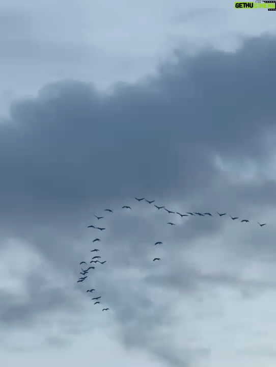 Elsa Lunghini - 3 Likes - En ballade ça et là, voir et entendre le départ des grues vers la douceur d’un autre continent. 
.
.
#sunday 
#camargue