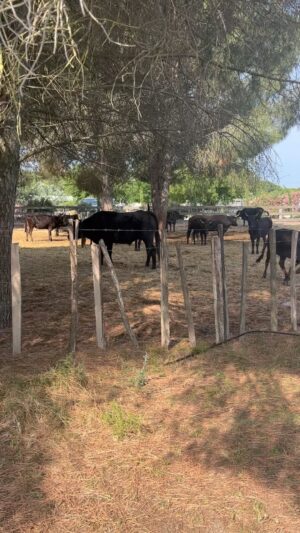 Elsa Lunghini Instagram - Magnifiques taureaux du @mas.de.la.comtesse 🐂
.
.
#manade #camargue