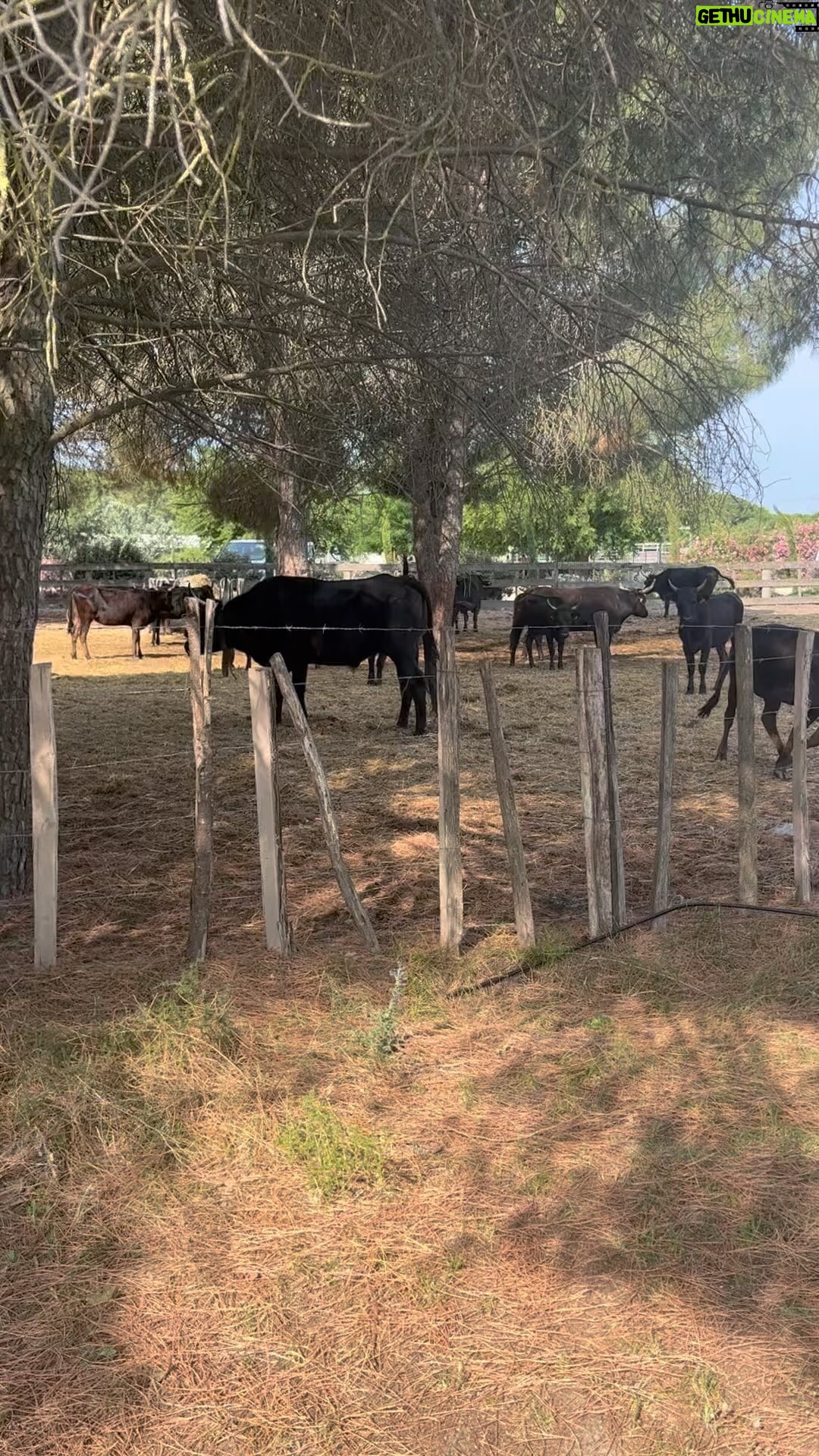 Elsa Lunghini - 3 Likes - Magnifiques taureaux du @mas.de.la.comtesse 🐂
.
.
#manade #camargue