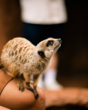 Emma Watkins Instagram - Meerkat Monday is just the start of our adventures @australiazoo 🫶🏽🥹 Very fortunate to spend time here with our beautiful team, experiencing what the Irwin’s and their crew have nurtured for so many people to be inspired by and in turn give back to wildlife everywhere 🫶🏽