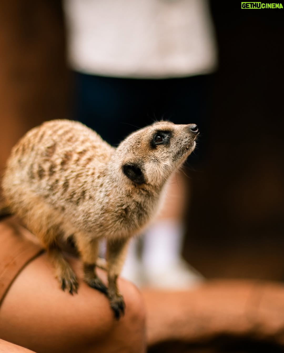 Emma Watkins - 5.2K Likes - Meerkat Monday is just the start of our adventures @australiazoo 🫶🏽🥹 Very fortunate to spend time here with our beautiful team, experiencing what the Irwin’s and their crew have nurtured for so many people to be inspired by and in turn give back to wildlife everywhere 🫶🏽