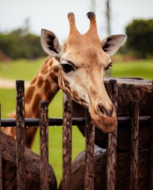 Emma Watkins Instagram - Meerkat Monday is just the start of our adventures @australiazoo 🫶🏽🥹 Very fortunate to spend time here with our beautiful team, experiencing what the Irwin’s and their crew have nurtured for so many people to be inspired by and in turn give back to wildlife everywhere 🫶🏽