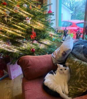 Evanna Lynch Instagram - Christmas 2021 with la famille!🎄♥️ 🐈 

Lots of beach walks, Covid tests, vegan cheese, Sylvanian families and dodging conversations with neighbours about the memoir 🚣

All of the food here (except for my mum’s cherry cake) was courtesy of the wonderful @thevegankind who you should absolutely check out if you live in the U.K. and are doing @weareveganuary next week. They are the online vegan shop of dreams!! 🤤 Pay particular attention to the cheeses, children - I’ve tagged all the individual brands. My mum’s review: “I could eat this stuff til it was coming out my ears”. 🧀 

Hope you all are having a lovely holiday ✨