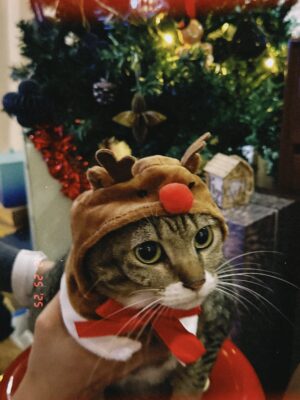 Fish Liew Chi-Yu Instagram - 多麼多麼的高興
多麼多麼的溫暖
🎄