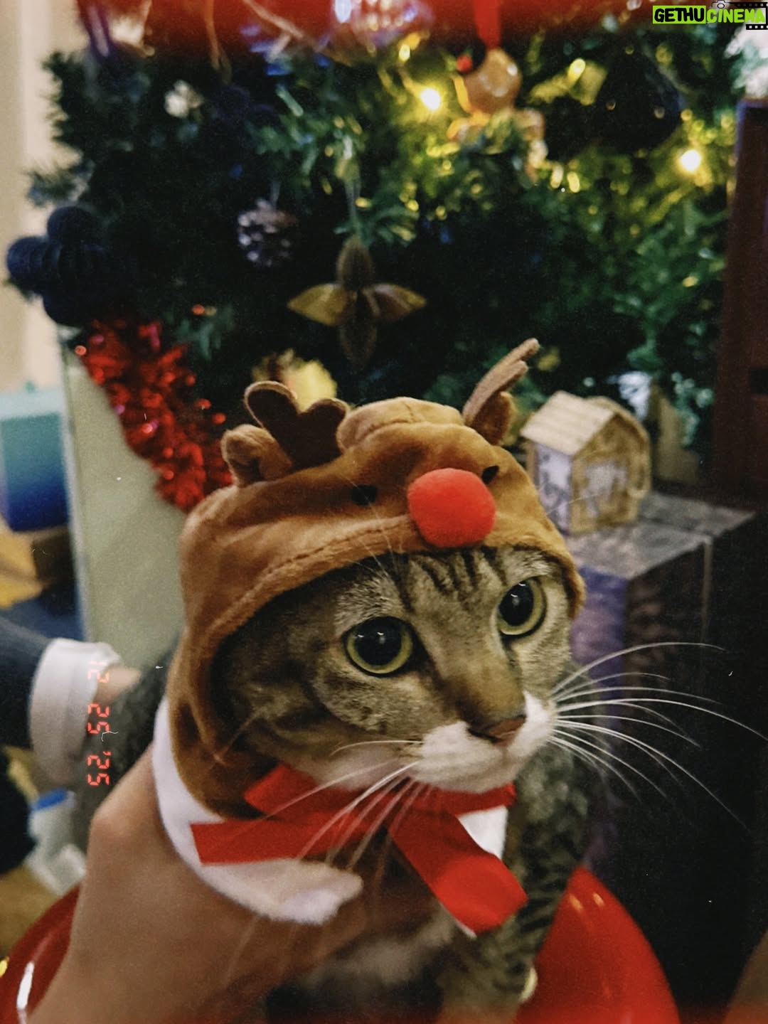 Fish Liew Chi-Yu - 14.9K Likes - 多麼多麼的高興
多麼多麼的溫暖
🎄