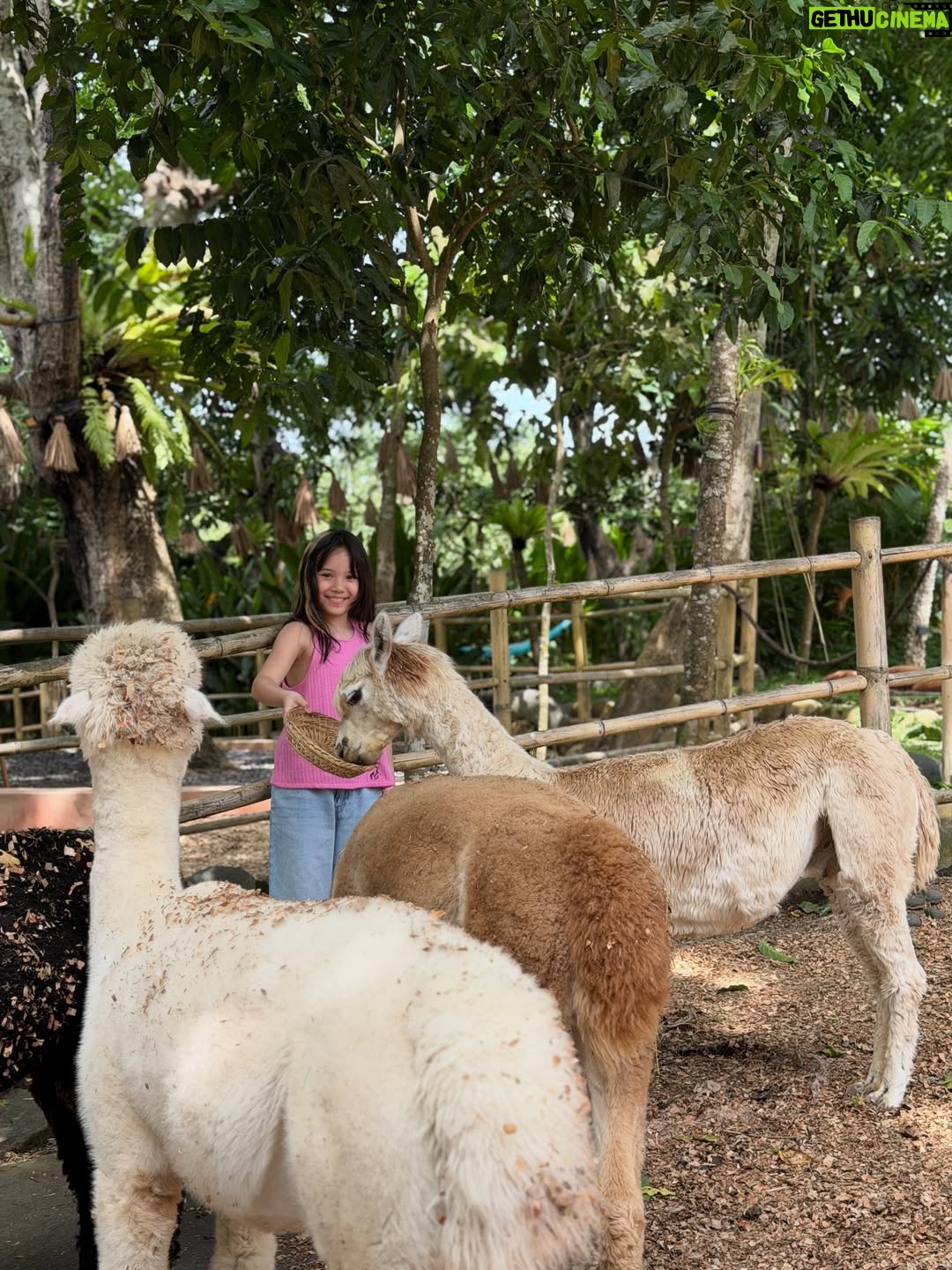 Gisella Anastasia - 108.8K Likes - Sudah sebelas Gem🥹😭

Ngeliatin ini semua di galeri mama dari kemarin, membawa rasa syukur yang luar biasaaaaaaaa…
Manisnya kamu dari kecil..
Bawelnya..
Aktifnya..
Semuanya masi ada sampe sekarang, cuman agak lebih malu aja dikittt 🤏hihi..
Namun tetep sangat gemas dan membanggakan buat mama..

Forever grateful for your presence in my life..

Semoga semakin mandiri, semakin bisa fokus serius dalam mengerjakan apapun😜😜 , semoga bisa bertumbuh baik dan berbuah manis yaa Gem…
Selalu sayang Tuhan, papa dan mama, juga manis dan baik pada semuanya..

Love u tomaaattt gempitong slay gempoh cinta manis cinta karet kesayangan mama pujaan bangsaaaaaaaaaaaaaaaaaa😝😍❤️💕🥹