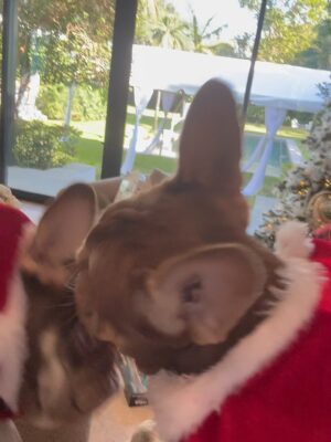 Greidys Gil Instagram - La Navidad es estar juntos, compartir risas, abrazos , apreciar la felicidad de nuestros hijos en los momentos sencillos que se quedan para siempre! Que haya amor, paz en nuestro hogar y que el corazón siempre reboce de gratitud. Feliz Navidad de parte de nuestra familia!!! 🎄🙏🏻❤️
.
.
.
#navidadenfamilia #gratitude #amor #merrychristmas #FelizNavidad #family