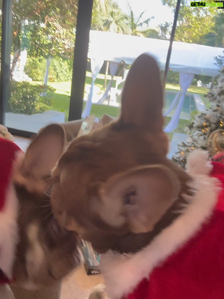 Greidys Gil - 1.9K Likes - La Navidad es estar juntos, compartir risas, abrazos , apreciar la felicidad de nuestros hijos en los momentos sencillos que se quedan para siempre! Que haya amor, paz en nuestro hogar y que el corazón siempre reboce de gratitud. Feliz Navidad de parte de nuestra familia!!! 🎄🙏🏻❤️
.
.
.
#navidadenfamilia #gratitude #amor #merrychristmas #FelizNavidad #family