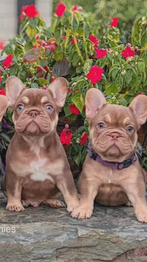 Greidys Gil Instagram - Les presento la nueva adición de la familia!!! 🐶🐶 Miren esta belleza de hermanitos! 🤩 Please ayúdeme con los nombres, estamos en el proceso de elegir!
