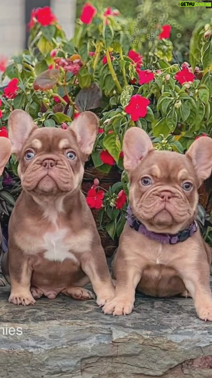 Greidys Gil - 2.6K Likes - Les presento la nueva adición de la familia!!! 🐶🐶 Miren esta belleza de hermanitos! 🤩 Please ayúdeme con los nombres, estamos en el proceso de elegir!