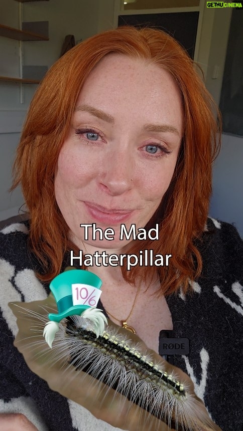 Hannah Fry - 27.8K Likes - The fashion DIVA of the bug world 🎩

(and to pre-empt any entomologists that wish to "well, actually" me - I KNOW caterpillars are not true 'bugs.' But I also don't care)

Head capsule stacking by caterpillars: Morphology complements behaviour to provide a novel defence, by Petah A. Low, Clare Mcarthur, and Dieter Hochuli (2016)