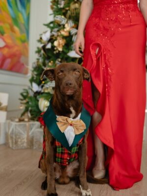 Janet Barboza Instagram - En esta Navidad, celebremos la unión familiar, donde cada abrazo y sonrisa se complementa con el amor incondicional de nuestros fieles amigos de cuatro patas. Que la alegría de compartir momentos juntos, humanos y peluditos, llene nuestros corazones de calidez y gratitud. ¡Felices fiestas a todos! 

Nuestros vestidos rojos son del magnífico @miguel_rimachi_atelier 

Mis adornos navideños son de la casa @lagrutadelcristal 
Las fotos son de @momentosphotographyandvideo

La ropa de los bebés perrunos es de @tommyfashionpets