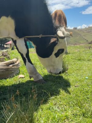 Janick Maceta Instagram - Sonrisas que llevaré siempre en el corazón 🤍 Hace unas semanas acompañé una vez más a mi familia de @perupendiente en este viaje tan especial, llevando ayuda humanitaria al centro poblado de Chamis Cajamarca✨
Feliz de ser parte de este gran grupo humano de voluntarios que trabajan constantemente para ayudar a nuestro Perú🤍
Gracias @nanabelllo @agaluxstudio por estas fotos hermosas✨