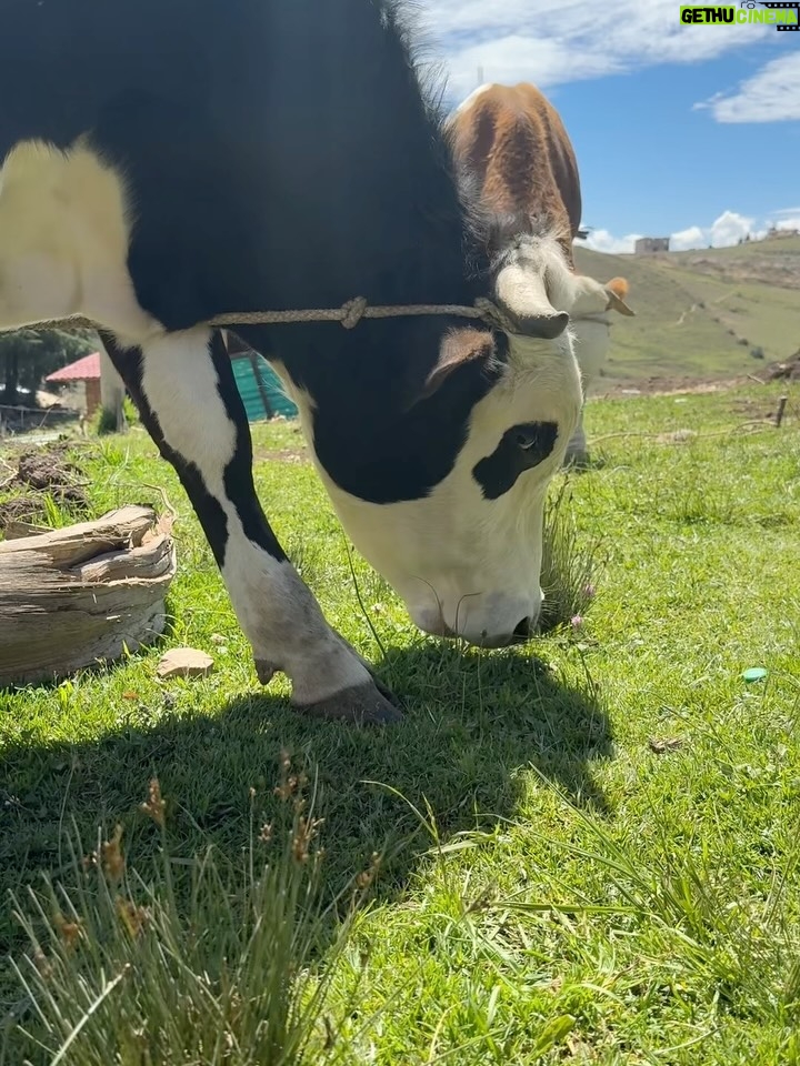 Janick Maceta - 92.1K Likes - Sonrisas que llevaré siempre en el corazón 🤍 Hace unas semanas acompañé una vez más a mi familia de @perupendiente en este viaje tan especial, llevando ayuda humanitaria al centro poblado de Chamis Cajamarca✨

Feliz de ser parte de este gran grupo humano de voluntarios que trabajan constantemente para ayudar a nuestro Perú🤍

Gracias @nanabelllo @agaluxstudio  por estas fotos hermosas✨