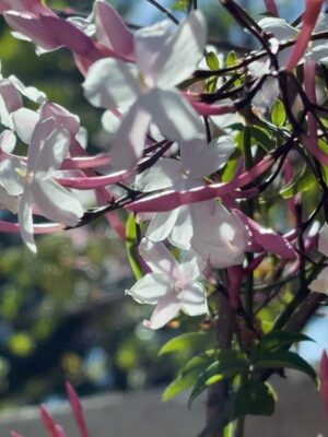 Jazmín Stuart Instagram - 1,2,3,4: Una señora orgullosa de sus plantas.
5: La misma señora trabajando para estar orgullosa de sus plantas.