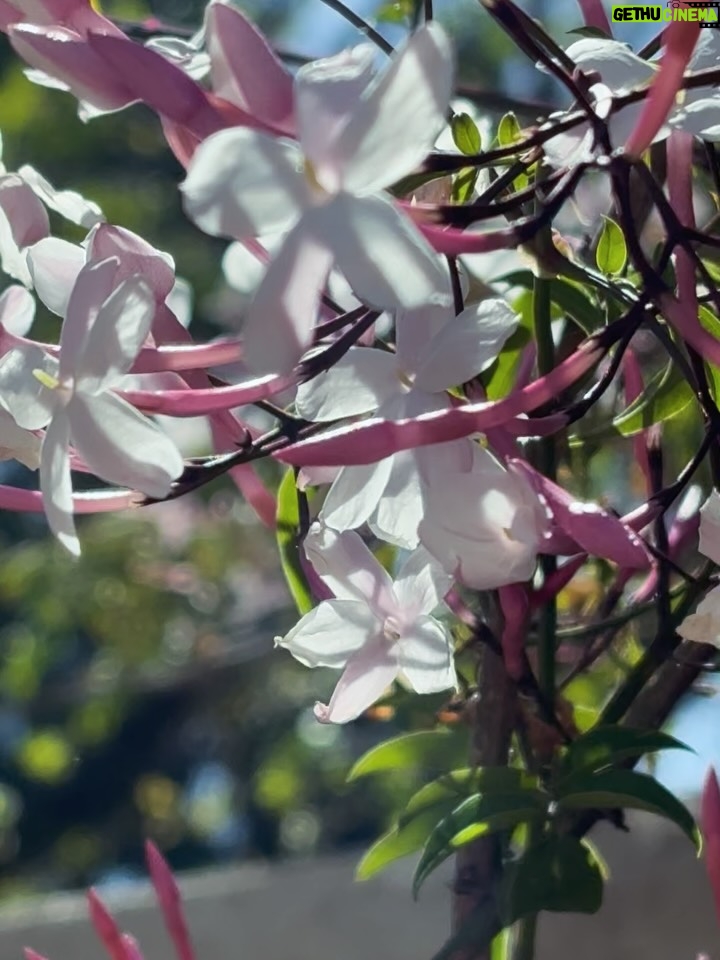 Jazmín Stuart - 2.4K Likes - 1,2,3,4: Una señora orgullosa de sus plantas.
5: La misma señora trabajando para estar orgullosa de sus plantas.