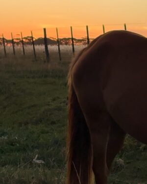 Jazmín Stuart Instagram - Me enredé con las flores más lindas, descubri la playa desierta y pasé la tarde sola a lo Robinson Crusoe, vi ponerse el sol en una pradera dorada en donde crucé miradas con caballos de lo más amables, leí un libro sobre animales, naturaleza y curiosidades, y no pasé ni un solo día sin nadar en el mar que lo cura todo.
Si sumamos muchos abrazos con hijo y bastante risa con amigas, creo que hay energía y gratitud para rato, y para compartir también. ✨