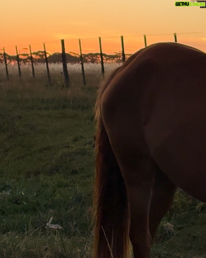 Jazmín Stuart - 2.9K Likes - Me enredé con las flores más lindas, descubri la playa desierta y pasé la tarde sola a lo Robinson Crusoe, vi ponerse el sol en una pradera dorada en donde crucé miradas con caballos de lo más amables, leí un libro sobre animales, naturaleza y curiosidades, y no pasé ni un solo día sin nadar en el mar que lo cura todo.
Si sumamos muchos abrazos con hijo y bastante risa con amigas, creo que hay energía y gratitud para rato, y para compartir también. ✨