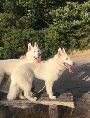 Joely Richardson Instagram - Lucky enough to have another Birth Day yesterday. Thankyou for all the messages. These photos were taken last summer staying with @cosimasomerset . Woke up to the news of magnificent Bear’s departure to another realm- roam on beautiful beast-10 shared years. To love and be loved. So grateful ♥️