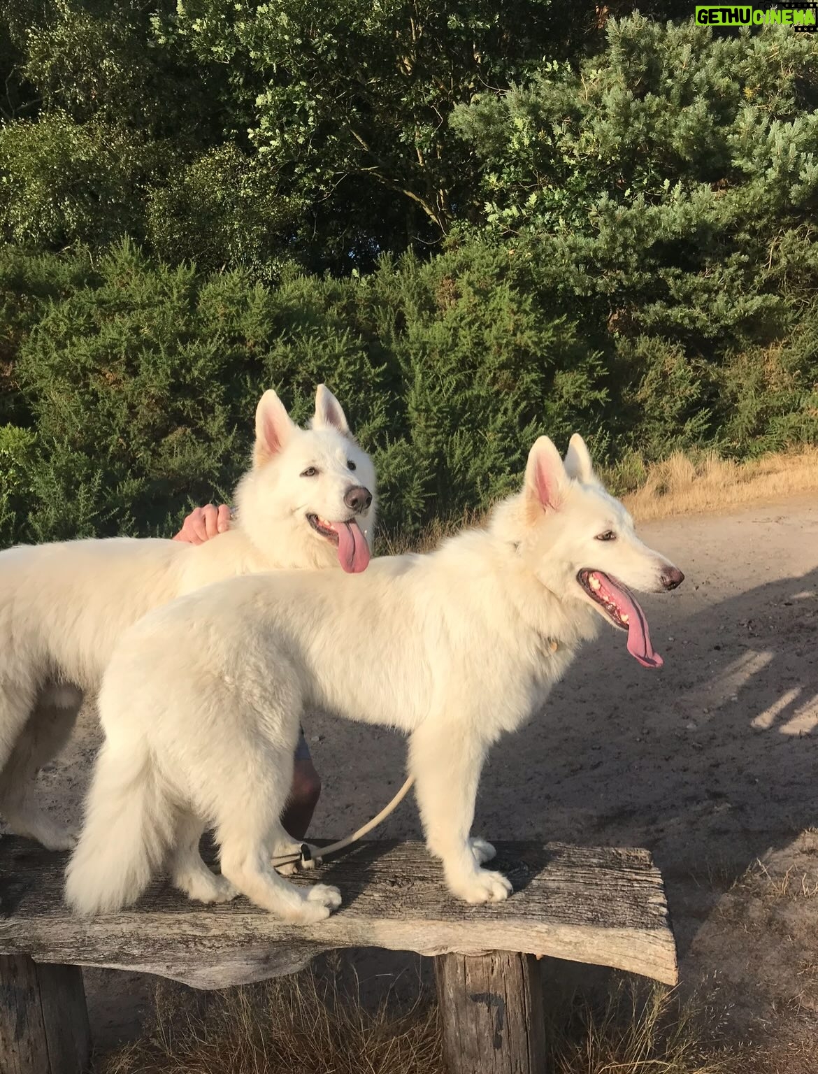 Joely Richardson - 5.6K Likes - Lucky enough to have another Birth Day yesterday. Thankyou for all the messages. These photos were taken last summer staying with @cosimasomerset . Woke up to the news of magnificent Bear’s departure to another realm- roam on beautiful beast-10 shared years. To love and be loved. So grateful ♥️
