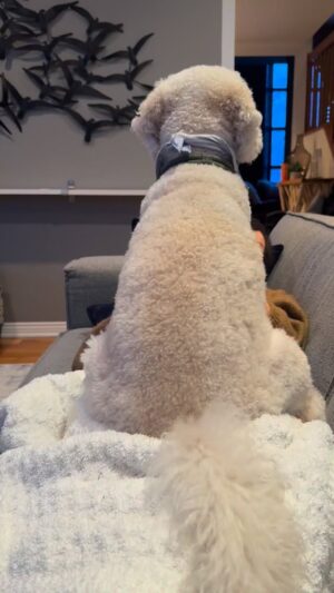 Josée Boudreault Instagram - Quand je veux faire une sieste, mon chien passe de 45 livres à 375 livres. 😂