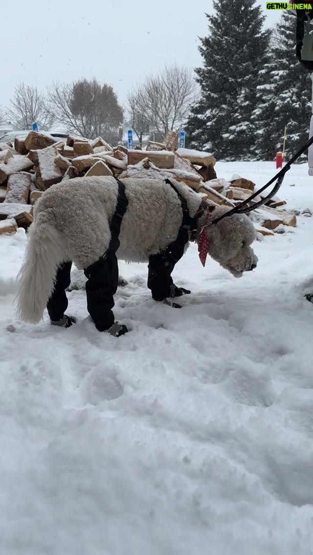 Josée Boudreault - 207 Likes - Vous êtes plusieurs à avoir remarqué les petites bottes à bretelles de Charlie.  Ça fonctionne vraiment bien parce qu’il garde les pattes au sec et avec des bottes il ne s’arrose pas toute la bedaine en marchant.  Donc ce que nous avons c’est la marque Canada pooch et nous les avons acheté sur le site de Animobouffe.  Je sais que ça se trouve aussi ailleurs.  Plus besoin de faire dégeler le chien une demi-heure dans la hall d’entrée en revenant de la marche.