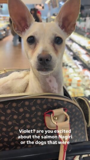 Josie Davis Instagram - MY DOG LOVES SUSHI!
Violet is back at her favorite place!
.
.
.

#ChihuahuaLife
#DogsofInstagram
#GroceryRun
#SushiTime