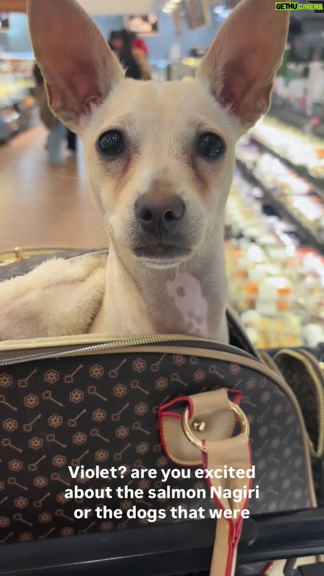 Josie Davis - 181 Likes - MY DOG LOVES SUSHI!
Violet is back at her favorite place!
.
.
.

#ChihuahuaLife
#DogsofInstagram
#GroceryRun
#SushiTime