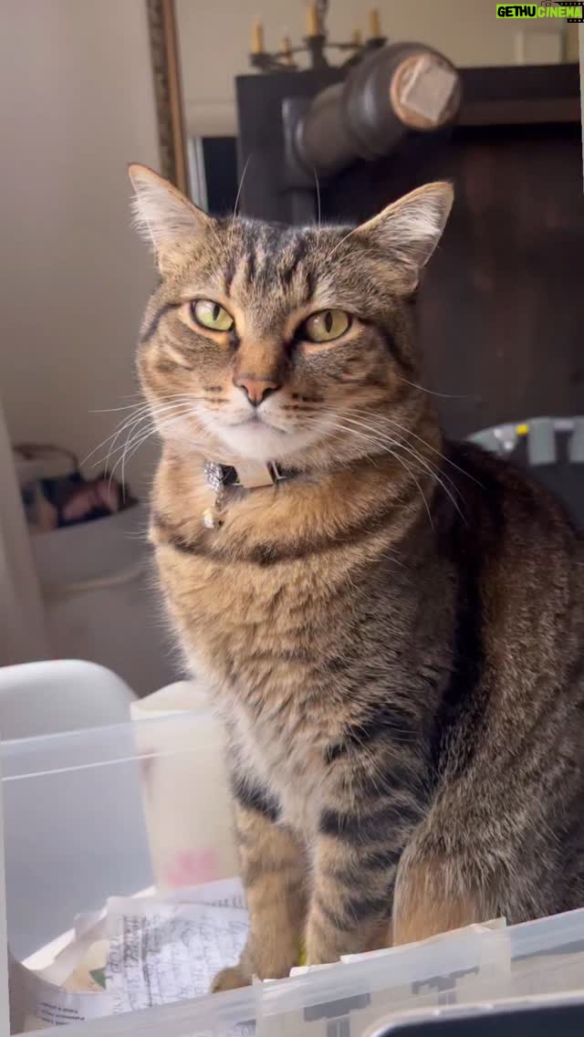 Josie Davis - 192 Likes - I’M IN LOVE 😻 
I just love my boy Valentino 
I think he is my favorite of all of my special pets, which is difficult to say because I love them all so much. 
I just adore this sweetheart. 
.
.
.
.
.#catsofinstagram #catlover #tabbycats #catlife #petsofınstagram