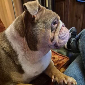 Julia Hamer-Bevis Instagram - Meet Jersey.... Ricks dog....shes fat....she is loud...she barks alot....she smells....she snorts and snuffles like a pig....im not getting attached 😆 😂....shes horrible 😉 she won't leave me alone.... #dog #love #ohdear