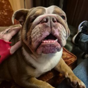 Julia Hamer-Bevis Instagram - Meet Jersey.... Ricks dog....shes fat....she is loud...she barks alot....she smells....she snorts and snuffles like a pig....im not getting attached 😆 😂....shes horrible 😉 she won't leave me alone.... #dog #love #ohdear